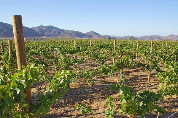 Şaraphane üzüm bağlarına Baja California, Ensenada, Meksika — Stok fotoğraf