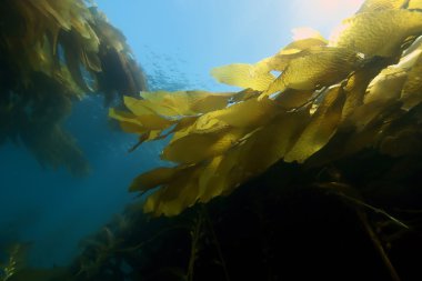 Catalina Island, Kaliforniya reef, deniz yosunu esmer su yosunu ormanının sualtı