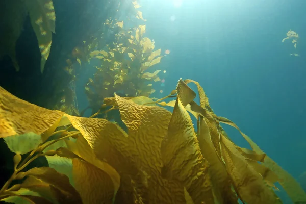 Floresta de algas marinhas subaquáticas em Catalina Island, California reef — Fotografia de Stock