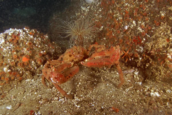 Sualtı Catalina Island, Kaliforniya reef Yengeç — Stok fotoğraf