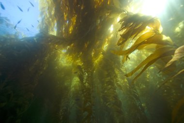 Deniz yosunu esmer su yosunu ormanının sualtı California resif