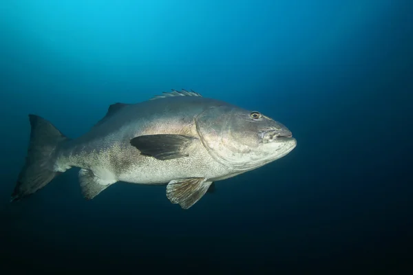 Peixe gigante Balck Sea Bass nadando na floresta algas algas marinhas subaquáticas no recife da Califórnia — Fotografia de Stock