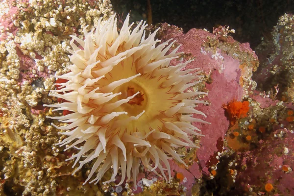 Pesci che mangiano anemone nella foresta di alghe sottomarine alla barriera corallina della California — Foto Stock