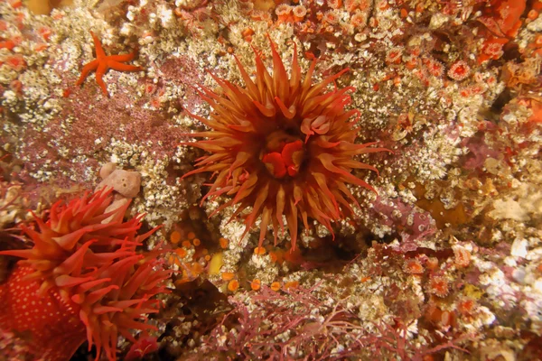 Anemone marino subacqueo alla barriera corallina della California — Foto Stock