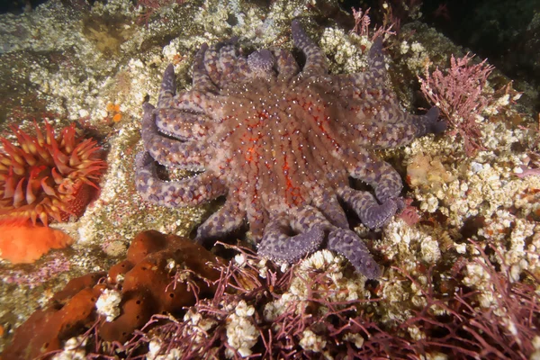 Estrella de mar estrellada bajo el agua en el arrecife de California —  Fotos de Stock