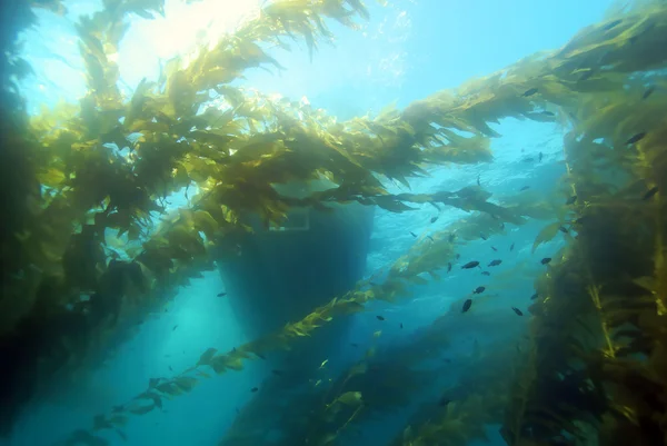 Boat floating in Seaweed kelp forest underwater at California reef — Stock Photo, Image