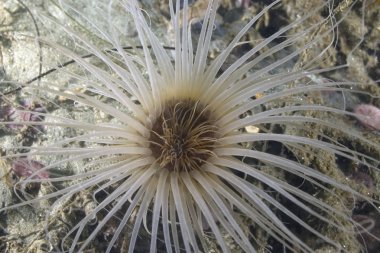 Deniz hayat tüp solucanı Catalina Island, California sualtı resif