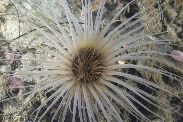 Ver tube de vie marine sur l'île de Catalina, Californie récif sous-marin — Photo