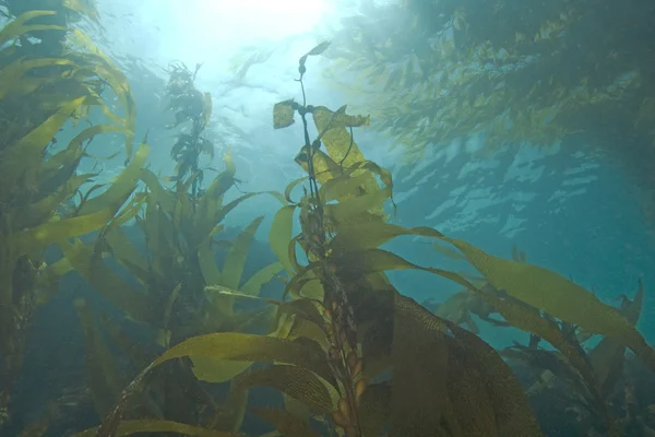 海の生命水中カリフォルニア島リーフ昆布森 — ストック写真