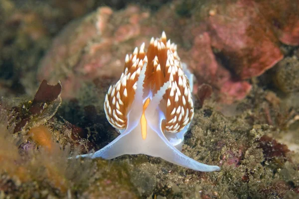 Meereslebewesen Unterwasser Kalifornien Inselriff Meeresschnecke Nacktschnecke — Stockfoto