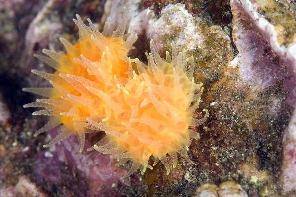 Zee leven underwater California rif kleurrijke zeeanemonen koraal eiland, — Stockfoto