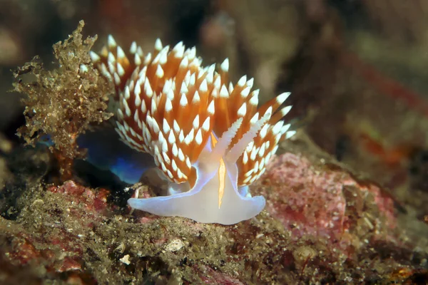 Vita marina subacquea California isola barriera corallina mare lumaca nudibranchia — Foto Stock