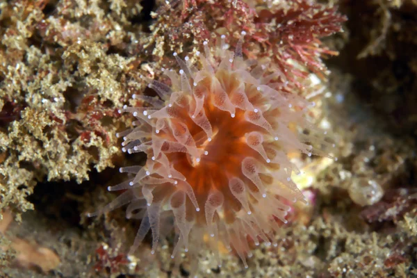 Sea life underwater California island reef sea anemone coral — Stock Photo, Image