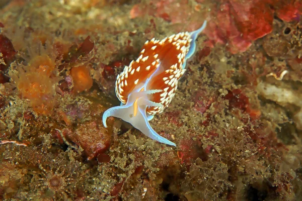 Vita marina subacquea California isola barriera corallina mare lumaca nudibranchia — Foto Stock