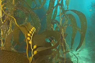 Sea life underwater at California Kelp forest clipart
