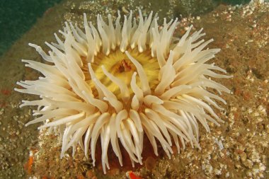Deniz anemone sualtı California esmer Su yosunu ormanının
