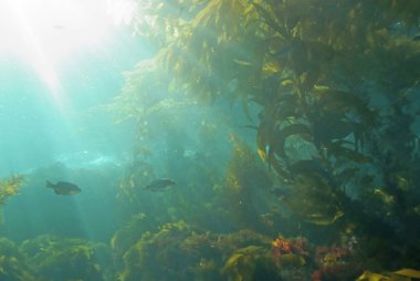 California esmer Su yosunu ormanının deniz yaşamını sualtı