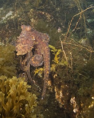 Kaliforniya kelp ormanında sualtı ahtapot deniz hayatı