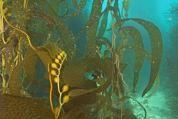 Υποβρύχια θαλάσσια ζωή σε δάση φαιοφύκη Καλιφόρνια — Φωτογραφία Αρχείου