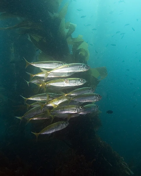 Sardinas de pescado vida marina bajo el agua en el bosque California Kelp — Foto de Stock