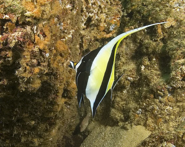 Vie marine sous-marine à Cabo San Lucas récif corallien — Photo