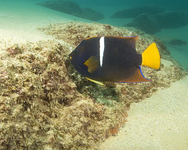 Vida marinha subaquática no recife de coral de Cabo San Lucas — Fotografia de Stock