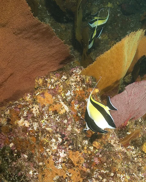 Sea life underwater at Cabo San Lucas coral reef