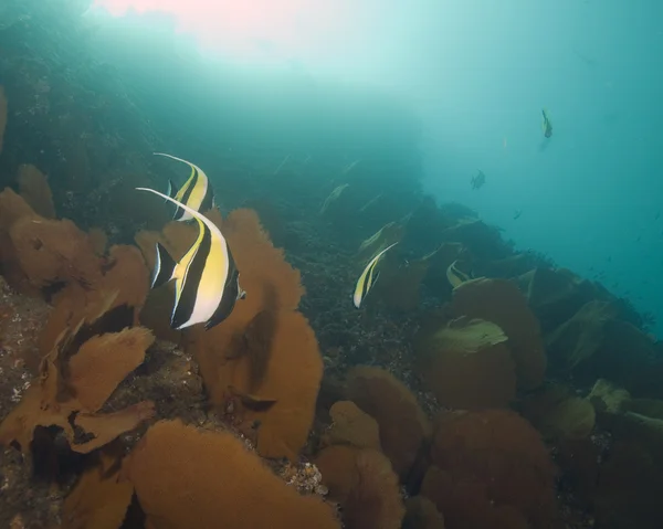 Vida marina bajo el agua en el arrecife de coral Cabo San Lucas — Foto de Stock