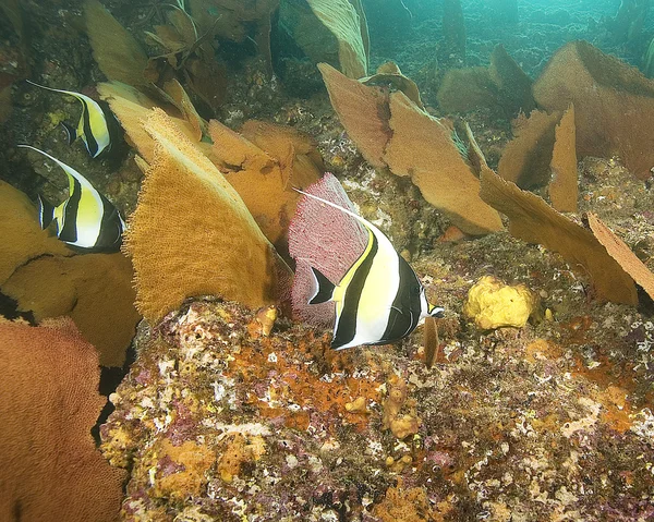 Mořský život pod vodou na korálový útes Cabo San Lucas — Stock fotografie