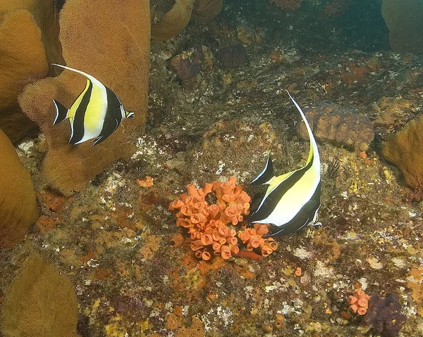 Vida marina bajo el agua en el arrecife de coral Cabo San Lucas — Foto de Stock