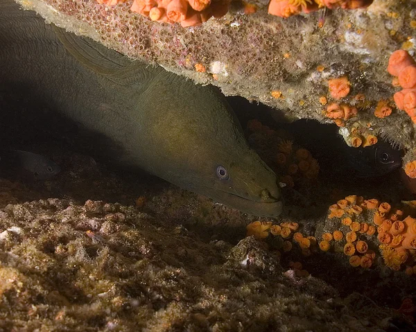 Morze życie podwodne w Cabo San Lucas coral reef — Zdjęcie stockowe
