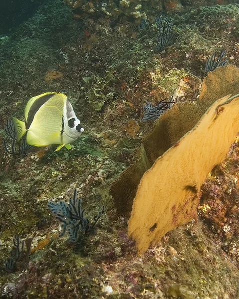 La vita marina sottomarina a Cabo San Lucas barriera corallina — Foto Stock