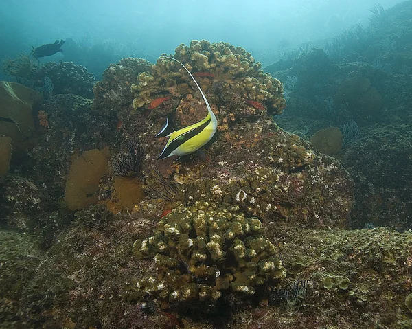 Sea life underwater at Cabo San Lucas coral reef