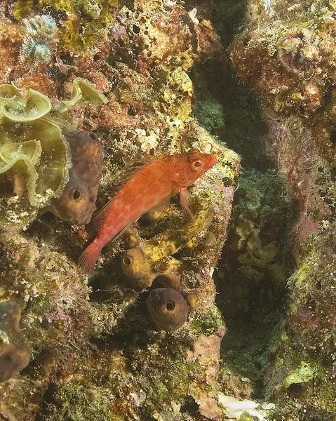 Morze życie podwodne w Cabo San Lucas coral reef — Zdjęcie stockowe