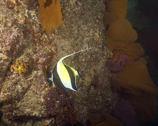 Vida marinha subaquática no recife de coral de Cabo San Lucas — Fotografia de Stock