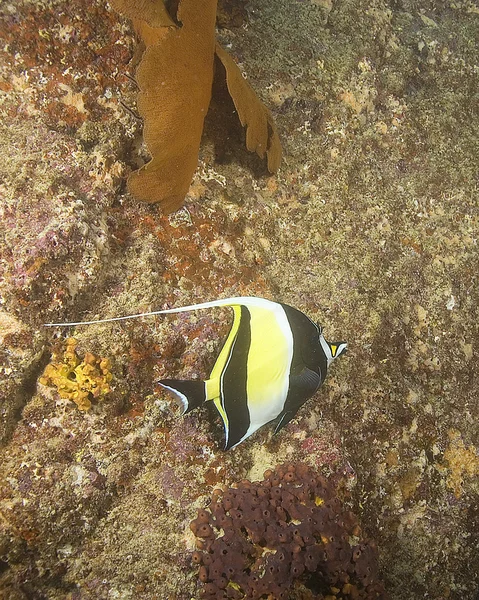 Vida marinha subaquática no recife de coral de Cabo San Lucas — Fotografia de Stock