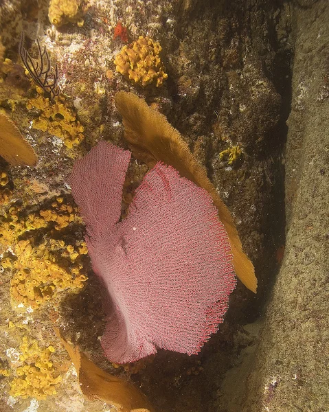 La vita marina sottomarina a Cabo San Lucas barriera corallina — Foto Stock
