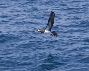 Deniz Pasifik Okyanusu, Meksika uçan kuş