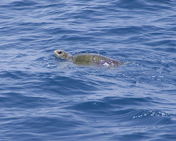 Tortuga marina en el Océano Pacífico, México — Foto de Stock