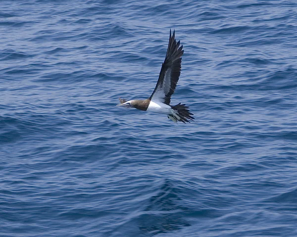 Uccello marino che vola nell'Oceano Pacifico, Messico — Foto Stock