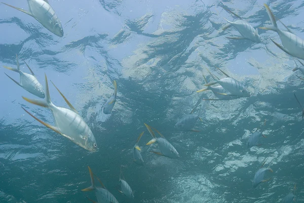 Tropické ryby plavání v Mexiku reef — Stock fotografie