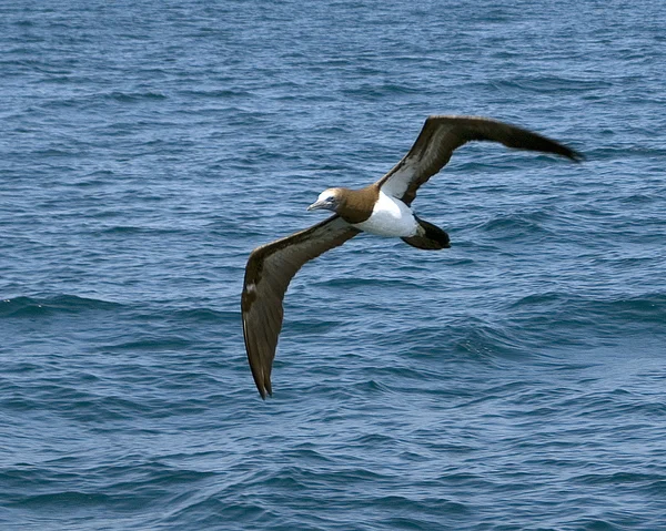 Oiseau de mer volant dans l'océan Pacifique, Mexique — Photo