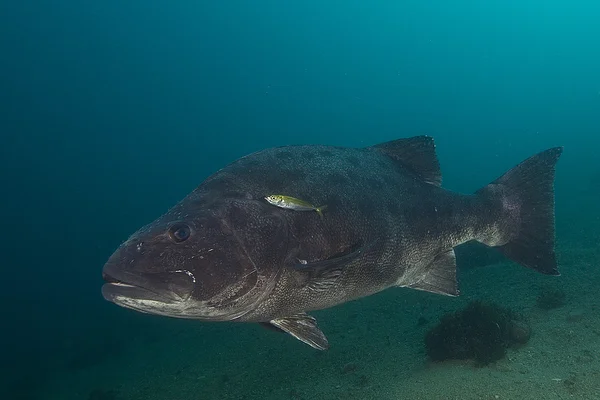 Peixe gigante Mar Negro Baixo natação subaquática em Los Angeles área recife — Fotografia de Stock