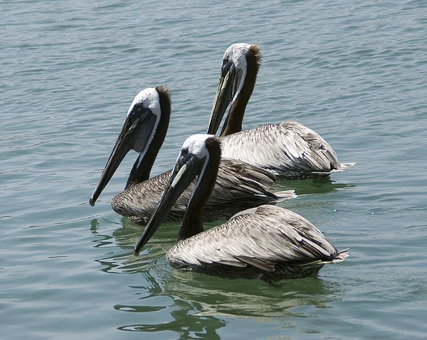 Pássaro marinho pelicano no Oceano Pacífico, México — Fotografia de Stock