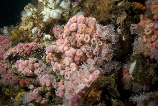 Deniz anemone sualtı California petrol sondaj platformu — Stok fotoğraf