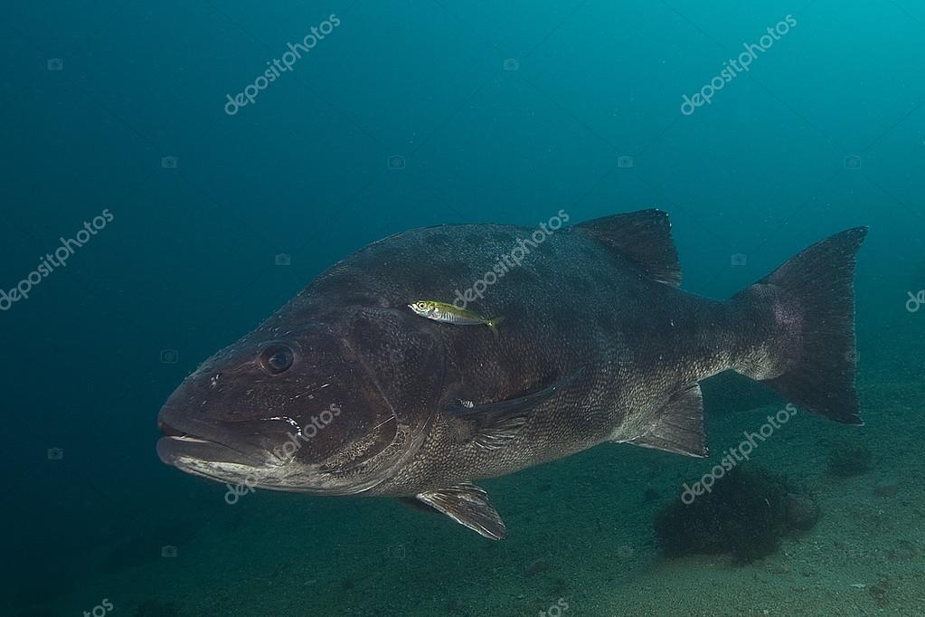 Pictures black sea bass Fish Giant Black Sea Bass swimming