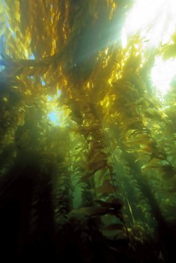 Plaj deniz yosunu esmer Su yosunu ormanının sualtı Catalina Island, Kaliforniya