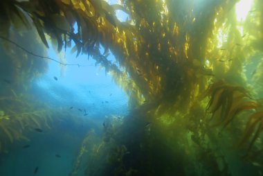 Plaj deniz yosunu esmer Su yosunu ormanının sualtı Catalina Island, Kaliforniya