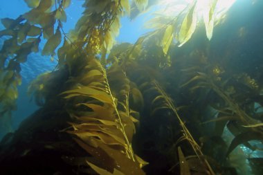 Plaj deniz yosunu esmer Su yosunu ormanının sualtı Catalina Island, Kaliforniya