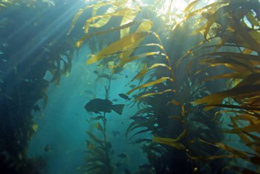 Plaj deniz yosunu esmer Su yosunu ormanının sualtı Catalina Island, Kaliforniya